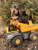 Chuck, a male Dachshund for sale in Middlebury, IN – Photo 5 of 5