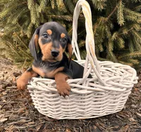 Chuck, a male Dachshund for sale in Middlebury, IN – Photo 1 of 5