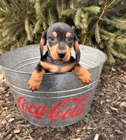 Chuck, a male Dachshund for sale in Middlebury, IN – Photo 2 of 5