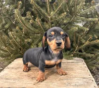Chuck, a male Dachshund for sale in Middlebury, IN – Photo 3 of 5