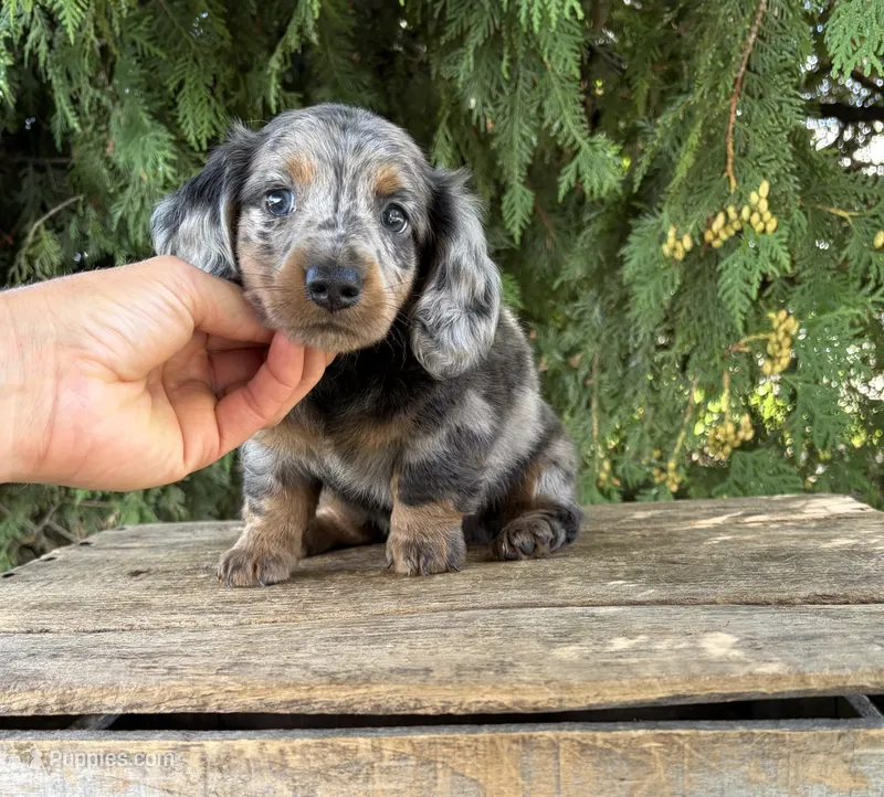 Sterling – Miniature Dachshund puppy for sale in Middlebury, IN