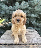 Becca, a female Cockapoo for sale in Middlebury, IN – 3 of 6