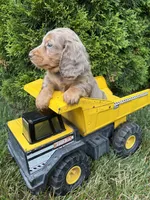 Sebastian , a male Dachshund for sale in Middlebury, IN – 4 of 5