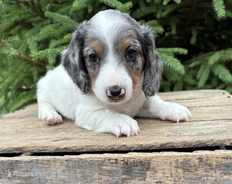 Ozzie – Dachshund puppy for sale in Middlebury, IN