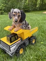 Enzo, a male Dachshund for sale in Middlebury, IN – 5 of 5