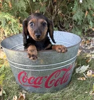 Demi, a female Dachshund for sale in Middlebury, IN – 3 of 4