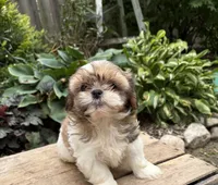 Clover, a female Shih Tzu for sale in Middlebury, IN – 4 of 5