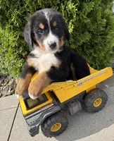 Bentley, a male Bernese Mountain Dog for sale in Middlebury, IN – 2 of 4