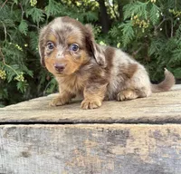 Colby, a male Dachshund for sale in Middlebury, IN – 2 of 5
