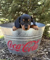 Valentino, a male Dachshund for sale in Middlebury, IN – Photo 3 of 4