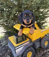 Valentino, a male Dachshund for sale in Middlebury, IN – Photo 4 of 4