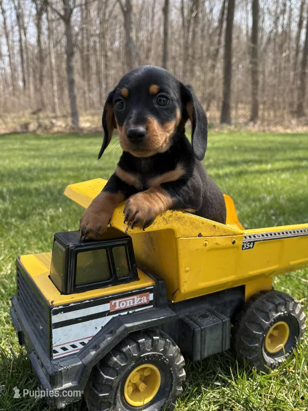 Valentino – Dachshund puppy for sale in Middlebury, IN