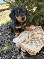 Valentino, a male Dachshund for sale in Middlebury, IN – Photo 2 of 4
