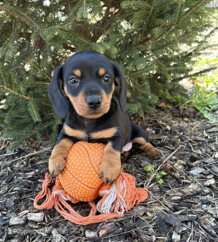 Valentino – Dachshund puppy for sale in Middlebury, IN