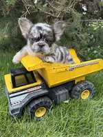 Kingston, a male French Bulldog for sale in Middlebury, IN – 2 of 4