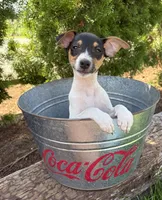 Sam, a male Jack Russell Terrier and Rat Terrier for sale in Middlebury, IN – 4 of 4
