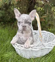 Bruiser, a male French Bulldog for sale in Middlebury, IN – 5 of 5
