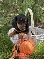 Milo, a male Dachshund for sale in Middlebury, IN – 4 of 5