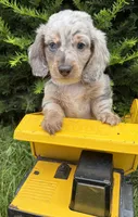 Jax, a male Dachshund for sale in Middlebury, IN – 3 of 5