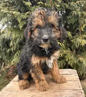 Wren, a female Whoodle for sale in Middlebury, IN – Photo 1 of 4