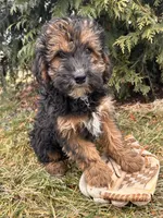Wren, a female Whoodle for sale in Middlebury, IN – Photo 3 of 4