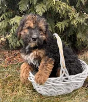 Wren, a female Whoodle for sale in Middlebury, IN – Photo 2 of 4