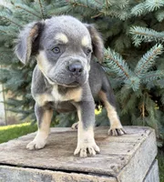 Diesel fluffy, a male French Bulldog for sale in Middlebury, IN – 5 of 5