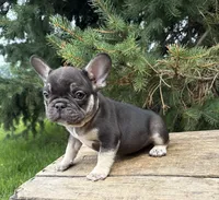 Knox, a male French Bulldog for sale in Middlebury, IN – 3 of 4