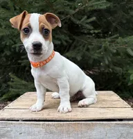 Riley, a male Jack Russell Terrier for sale in Middlebury, IN – 3 of 5