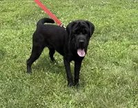 Ina, a female Cocker Spaniel and Miniature Shar-Pei for sale in Middlebury, IN – 3 of 3