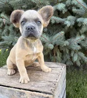 Doc fluffy, a male French Bulldog for sale in Middlebury, IN – 4 of 5