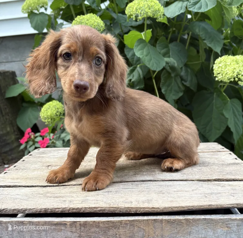 Aerie  – Miniature Dachshund puppy for sale in Middlebury, IN