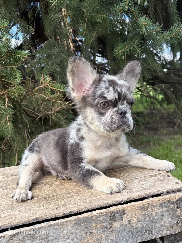 Kingston  – French Bulldog puppy for sale in Middlebury, IN