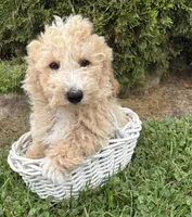 Jace , a male Bichpoo for sale in Middlebury, IN – 3 of 5