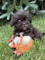 Harvey, a male Shih Tzu for sale in Middlebury, IN – 4 of 4