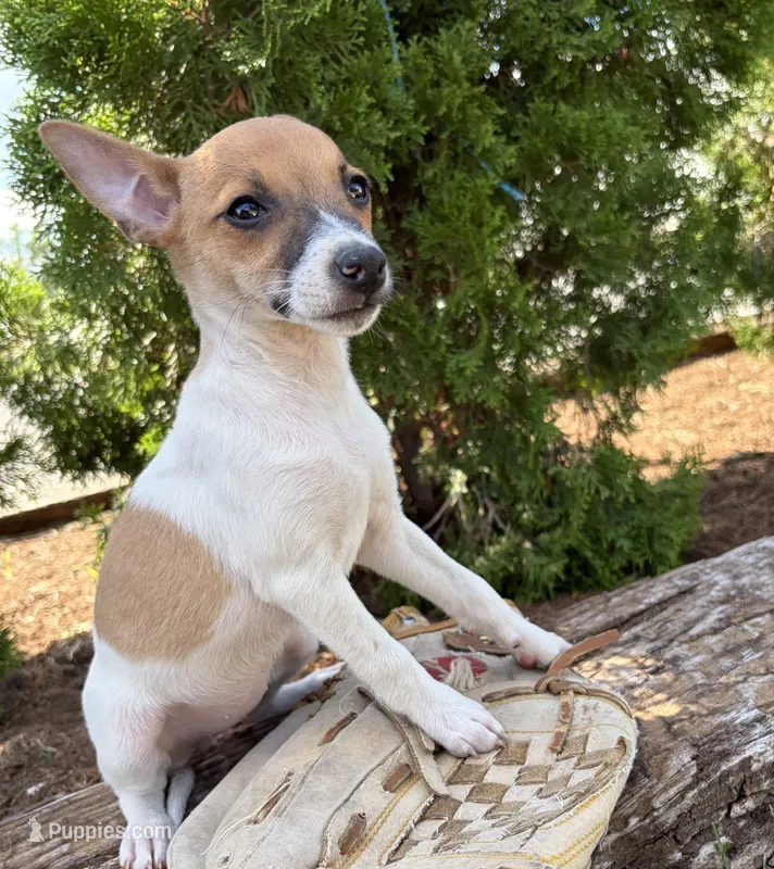Stella – Jack Russell Terrier, Rat Terrier puppy for sale in Middlebury, IN