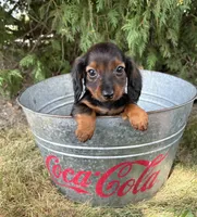 Boaz, a male Miniature Dachshund for sale in Middlebury, IN – 5 of 5