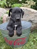 Eloise, a female Great Dane for sale in Middlebury, IN – 3 of 4