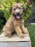 Dominic, a male Whoodle for sale in Middlebury, IN – 4 of 4