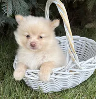 Piper, a female Pomeranian for sale in Middlebury, IN – 2 of 4