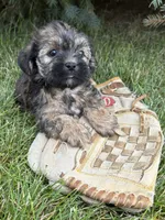 Lacey , a female Shorkie for sale in Middlebury, IN – 4 of 5