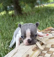 Sheba, a female French Bulldog for sale in Middlebury, IN – 3 of 4