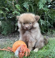 Zeus, a male Pomeranian for sale in Middlebury, IN – 5 of 5