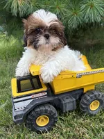 Tyler , a male Shih Tzu for sale in Middlebury, IN – 4 of 4