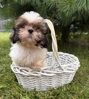 Thomas , a male Shih Tzu for sale in Middlebury, IN – 3 of 4