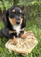 Hendrix , a male Dachshund for sale in Middlebury, IN – 1 of 4