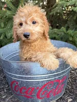 Pumpkin, a female Miniature Goldendoodle for sale in Middlebury, IN – 2 of 4