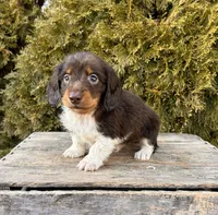 Cash, a male Dachshund for sale in Middlebury, IN – Photo 2 of 4