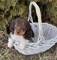 Cash, a male Dachshund for sale in Middlebury, IN – Photo 1 of 4