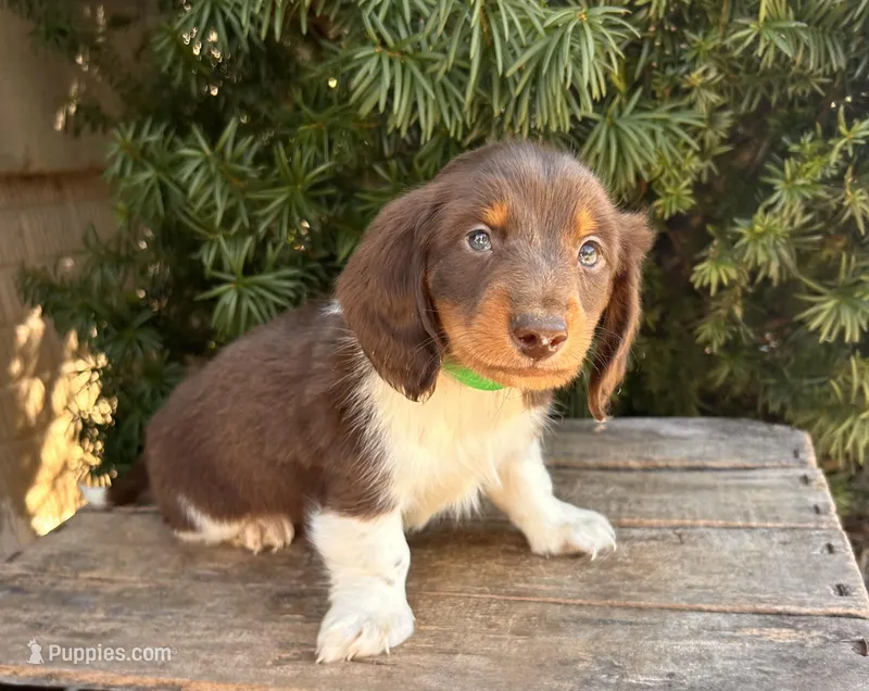 Cash – Dachshund puppy for sale in Middlebury, IN